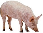 pig